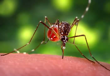 20110306-Mosquito cdc  aaegypti.jpg